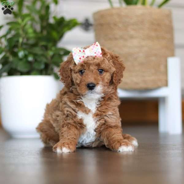Linsey, Mini Goldendoodle Puppy